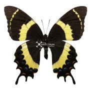 the magnificent swallowtail